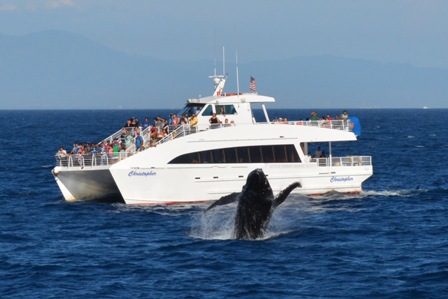 Whale Watching from SAN PEDRO